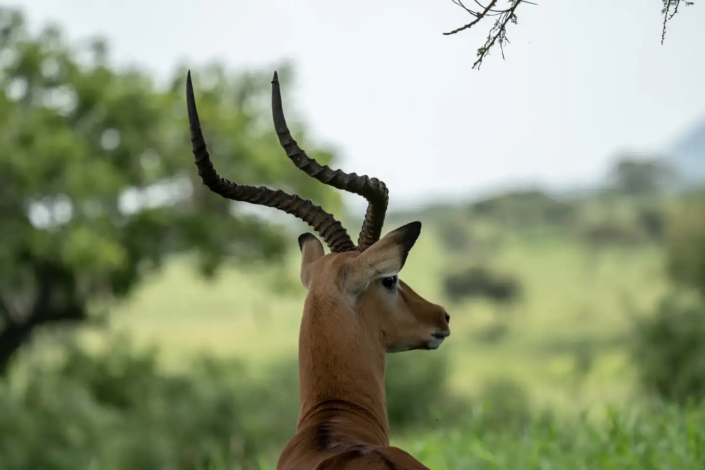 Gallery 2